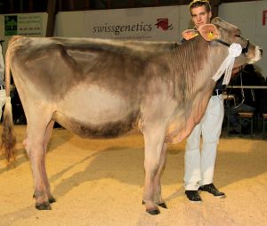 Vicechampion Klingen Amari Angelina mit Daniel Klin